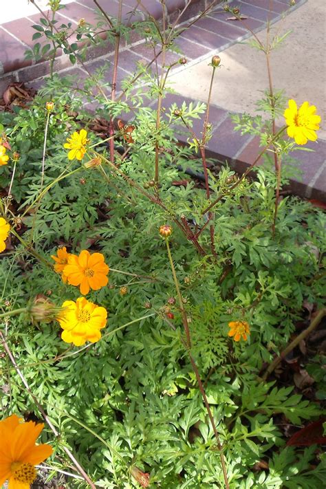 The Budget Gardener The Mystery Plant A Hybrid Cosmos And Marigold