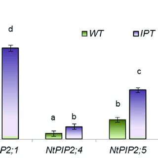 Transcript Level Of Pip Aqp Genes Of The Wild Type Wt And Transgenic