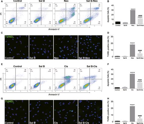 Sal B Reduced Neomycin And Cisplatininduced Apoptosis In HEIOC1