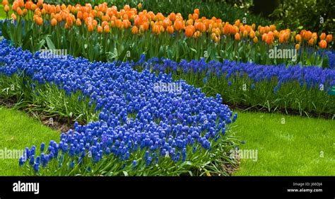 flower plant flowers tulips holland spring netherlands blue humans ...