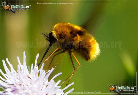 Black-Tailed Bee Fly