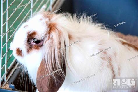 Angora lop-eared rabbit, Stock Photo, Picture And Low Budget Royalty ...