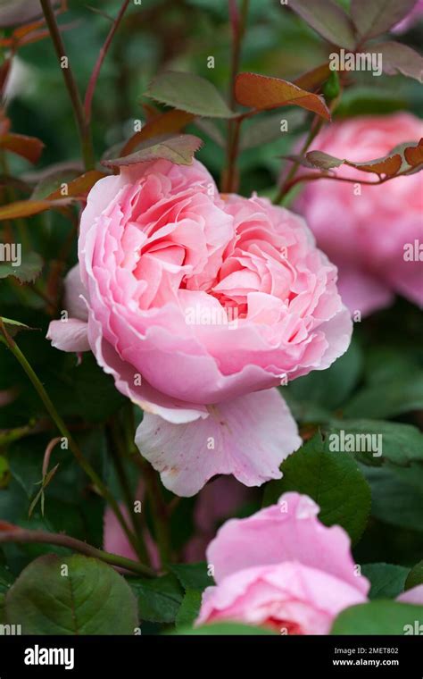 Rosa 'Brother Cadfael' (Rosa 'Ausglobe' Stock Photo - Alamy