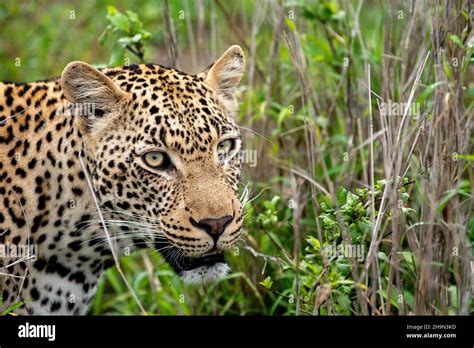 Portrait Of An African Leopard In Sabi Sands Game Reserve In South