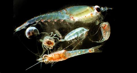 types of zooplankton animals Zooplankton marine oil offshore plankton definition animal birke ...