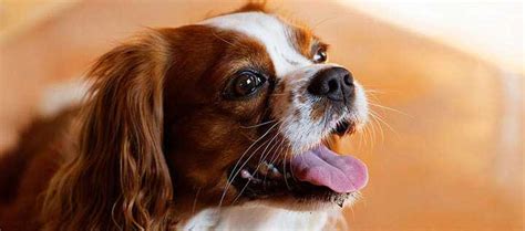 English Toy Spaniel Dog Breed Origin History Personality And Care