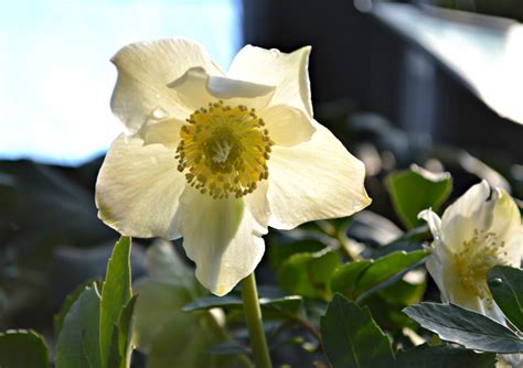 Helleborus | Flowers That Bloom in Winter