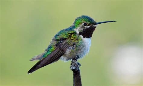 Broad Tailed Hummingbird Selasphorus Platycercus