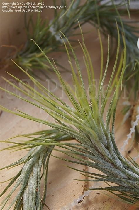 Plantfiles Pictures Tillandsia Bromeliad Species Air Plant Tillandsia Funckiana By Palmbob