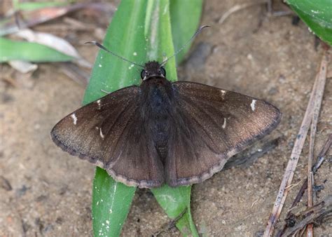 Southern Cloudywing - Alabama Butterfly Atlas