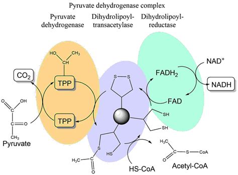 09 Pyruvate Dehydrogenase And The Tca Cycle Stefan Broer