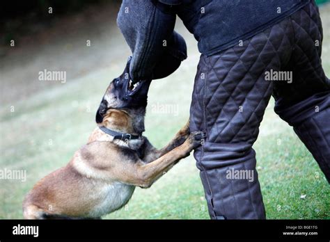 police protection dog at training.Germany, Europe Stock Photo - Alamy