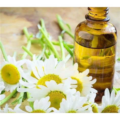 100 Pure Anthemis Nobilis Chamomile Ronam Oil For Fragrance At Rs