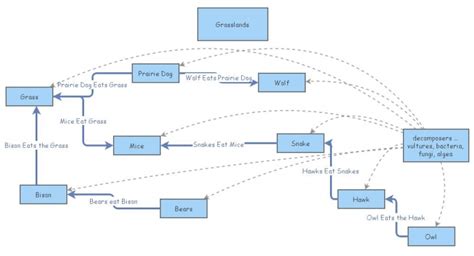 Grassland Food Chain Insight Maker