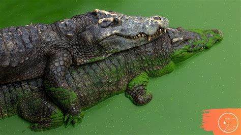 A Reprodu O Dos Crocodilos Tudo Sobre O Acasalamento Dos Crocodilos