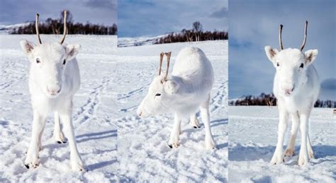 Extremely Rare White Baby Reindeer Almost Disappears Into the Snowy Background