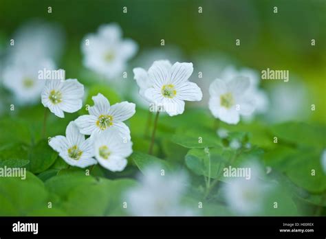 Shamrock Hi Res Stock Photography And Images Alamy