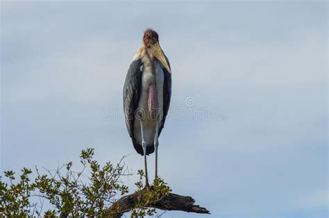 Malibu Stork, Leptoptilos Crumenifer Stock Photo - Image of head ...