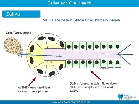 Saliva And Oral Health Part Maintaining Oral