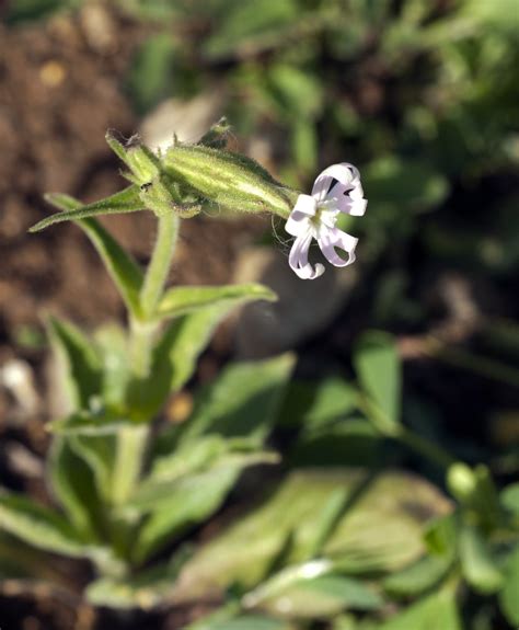 Silene Noctiflora Night Flowering Catchfly July Flickr