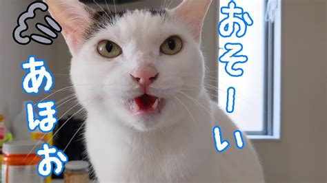 朝起きるのが遅いママに怒るお喋り猫チロさん Youtube