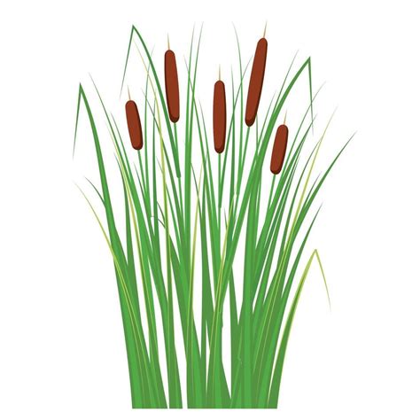 Reed In The Green Grass Swamp And River Plants Vector Flat Illustration 3590022 Vector Art At