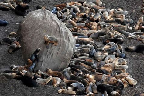 Triste M S De Lobos Marinos Muertos Por Gripe Aviar En Las Costas