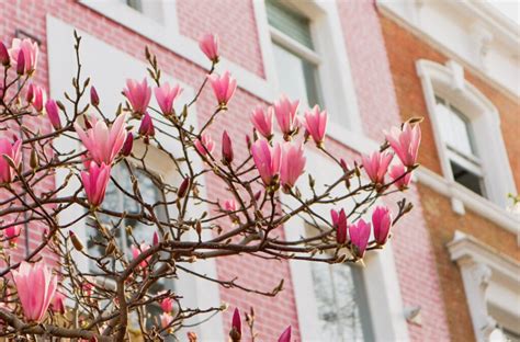 Magnificent Magnolia - The Big Plant Nursery