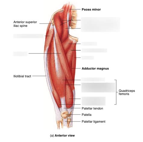 Anterior Thigh Muscles Diagram | Quizlet