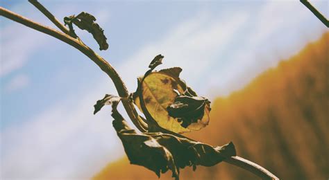 Wallpaper Sunlight Flowers Nature Branch Insect Green Yellow Morning Wildlife Tree