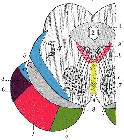 Lateral sulcus - wikidoc