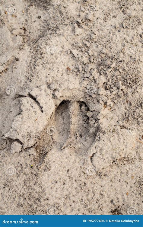 Boar Footprint Wild Stock Photos Free And Royalty Free Stock Photos