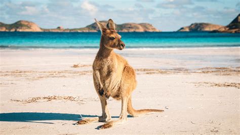 The Best Places To Spot Yourself Some Cute Queensland Wildlife