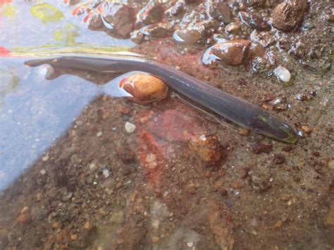 Spawning sea lampreys influence macroinvertebrate communities in