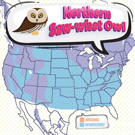 Northern Saw-whet Owl - Bird Watching Academy