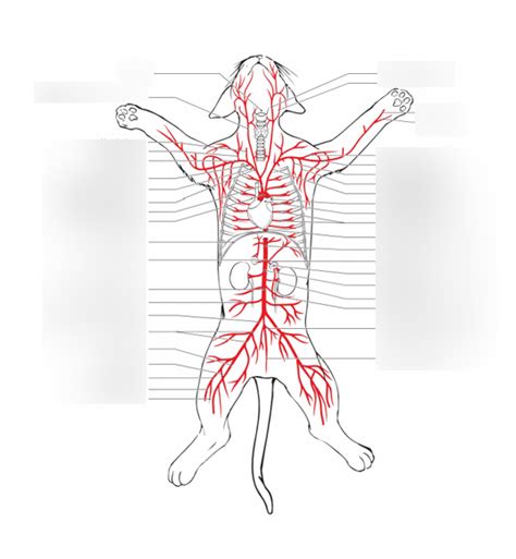 Cat Arteries Complete Overview Diagram Quizlet