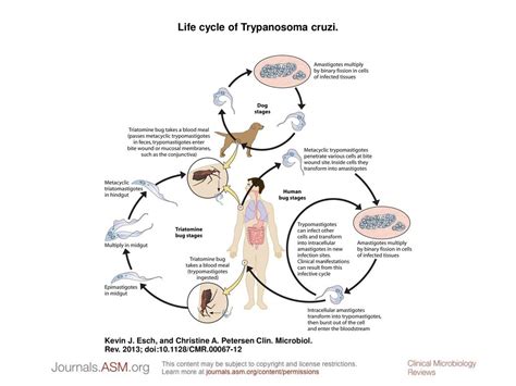 Life Cycle Of Trypanosoma Diagram