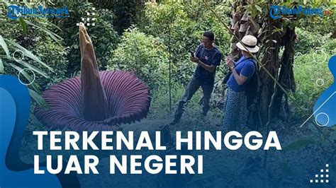 Bunga Bangkai Amorphophallus Titanum Mekar Di Palupuh Agam Dikunjungi