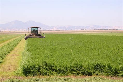 Cosecha De La Alfalfa Imagen De Archivo Imagen De Rural