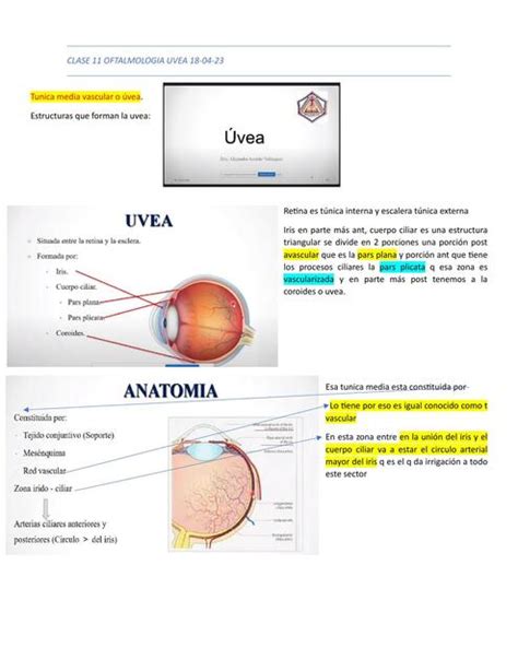 Úvea Widen Alcoba Udocz