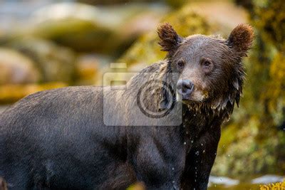 Orso Grizzly Della Costa Che Pesca Salmoni In Canada O Alaska Wall