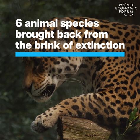 6 Animals Saved From Extinction By Ecosystem Restoration | World ...