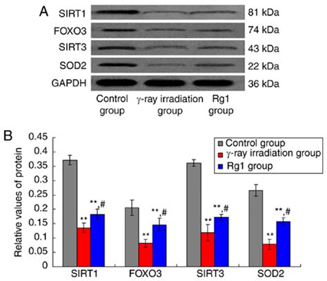 Effects Of Rg1 Treatment On SIRT1 SIRT3 FOXO3 And SOD2 Protein