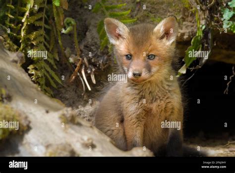 Fox Den Uk Hi Res Stock Photography And Images Alamy