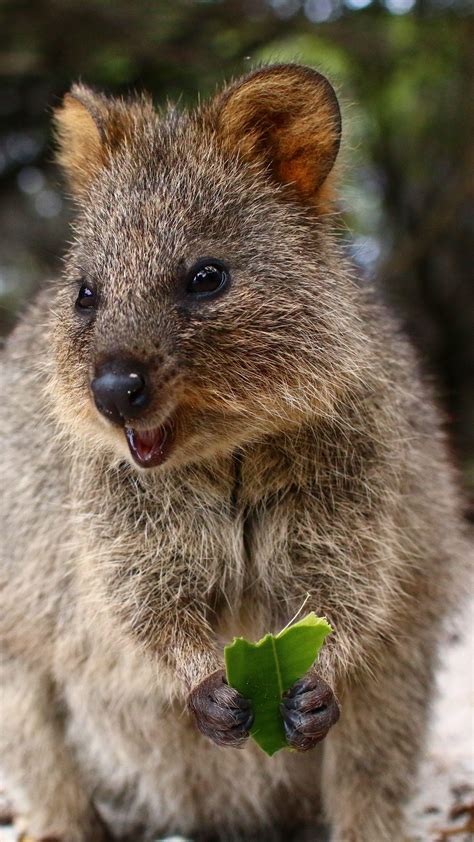 Quokka Wallpapers Top Free Quokka Backgrounds Wallpaperaccess