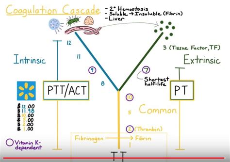 Coagulation cascade