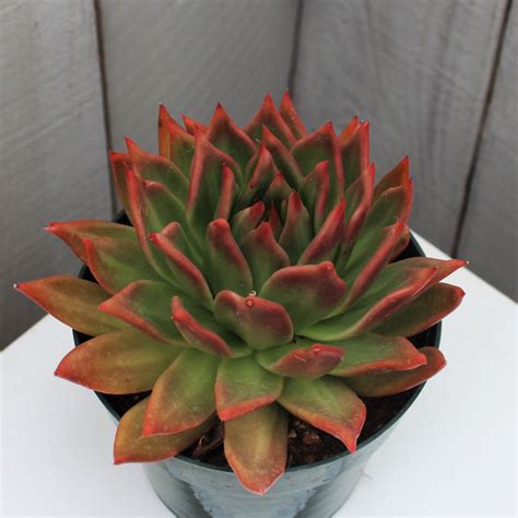 Echeveria Agavoides Martins Hybrid Succulent Gardens