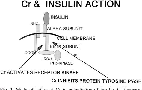 Figure 1 From Chromium Glucose Intolerance And Diabetes Semantic Scholar