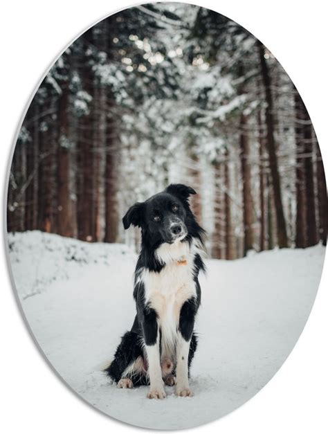 Pvc Schuimplaat Ovaal Poserende Bordercollie Hond In Besneeuwd Bos