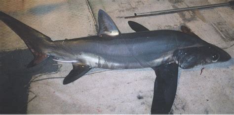 Bigeye Thresher We Love Sharks